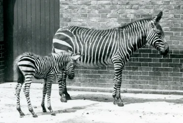 Ein Bergzebra mit ihrem Hybridfohlen (Chapman